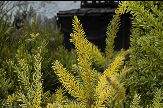 Aurea Serbian Spruce 12 Inch Live Plant 1 Gallon Pot – Picea omorika Golden Evergreen Conifer Garden Landscape Tree