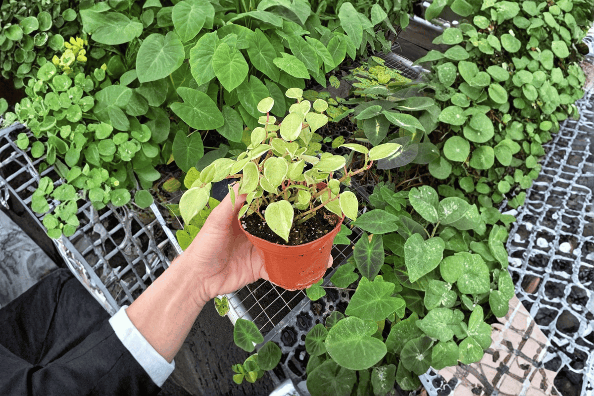 2 Variegated Peperomia Cupid Live Plants in 4-Inch Pots – Peperomia scandens 'Variegata