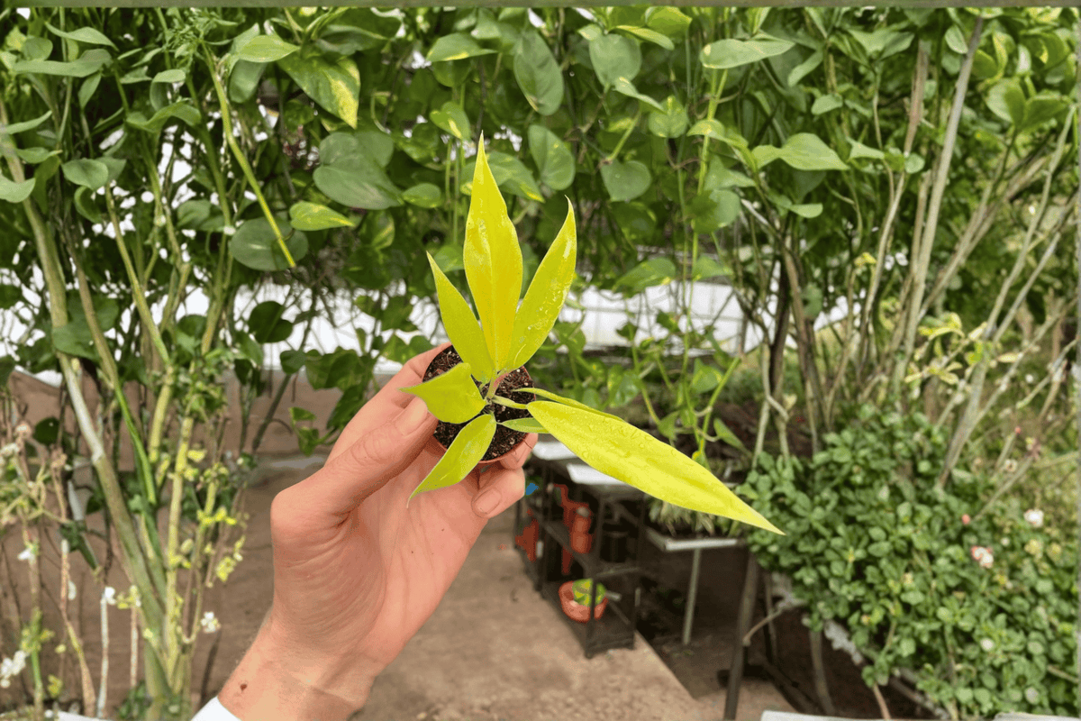 2 Philodendron 'Golden Crocodile' Starter Plants – 2-Inch Bare Root Live Philodendrons