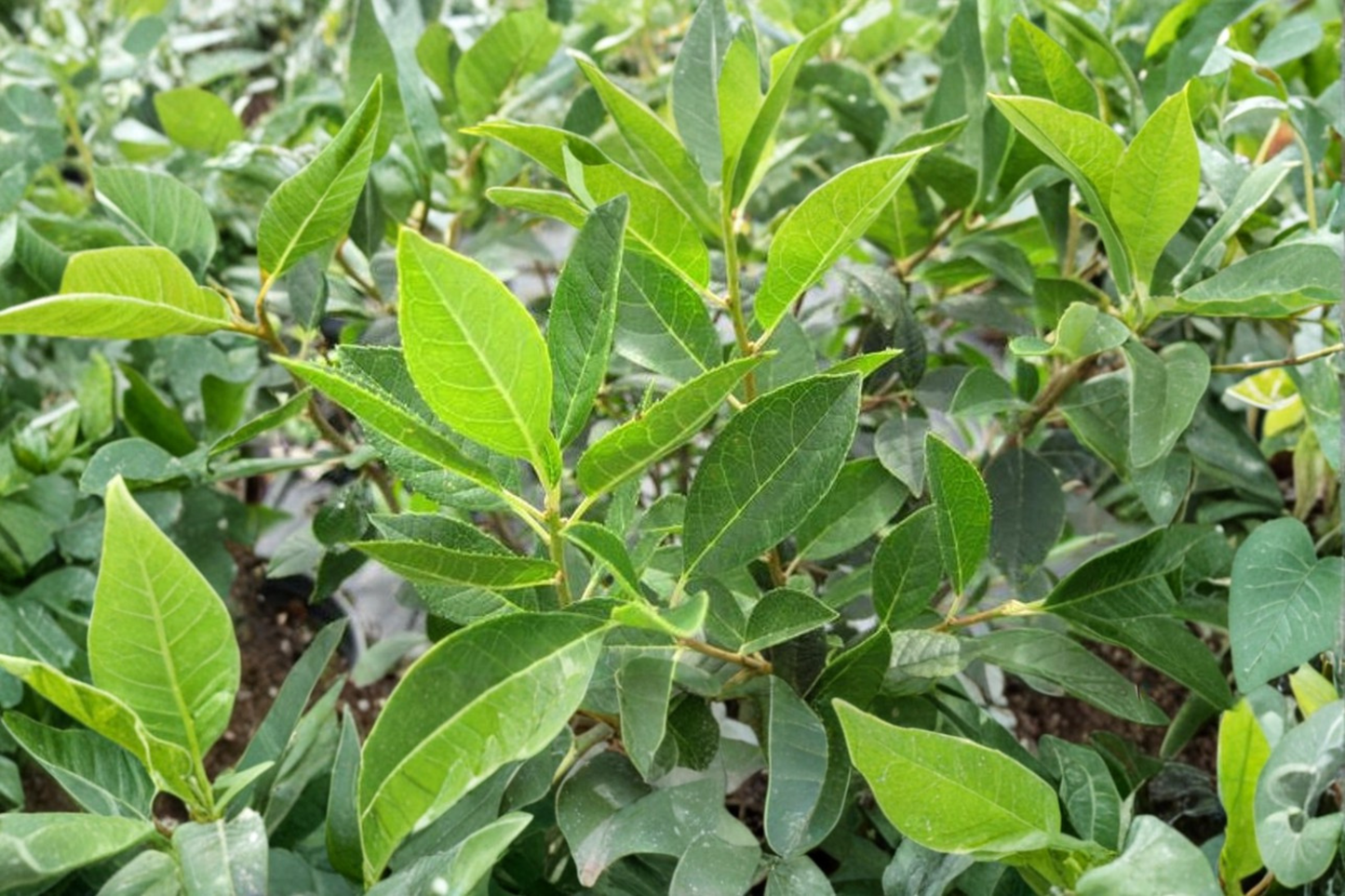Jim Dandy Winterberry Male Plant 1 Gallon Pot – Ilex verticillata Pollinator Shrub for Female Winterberry Red Berry Production
