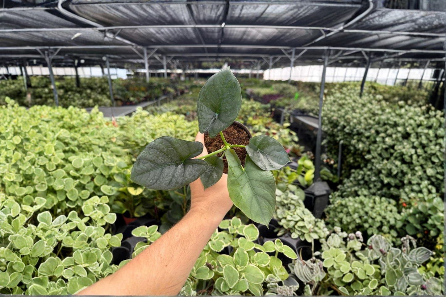 Alocasia Reginae 2 Exact Live Plants – 4-Inch Pots – Alocasia reginae