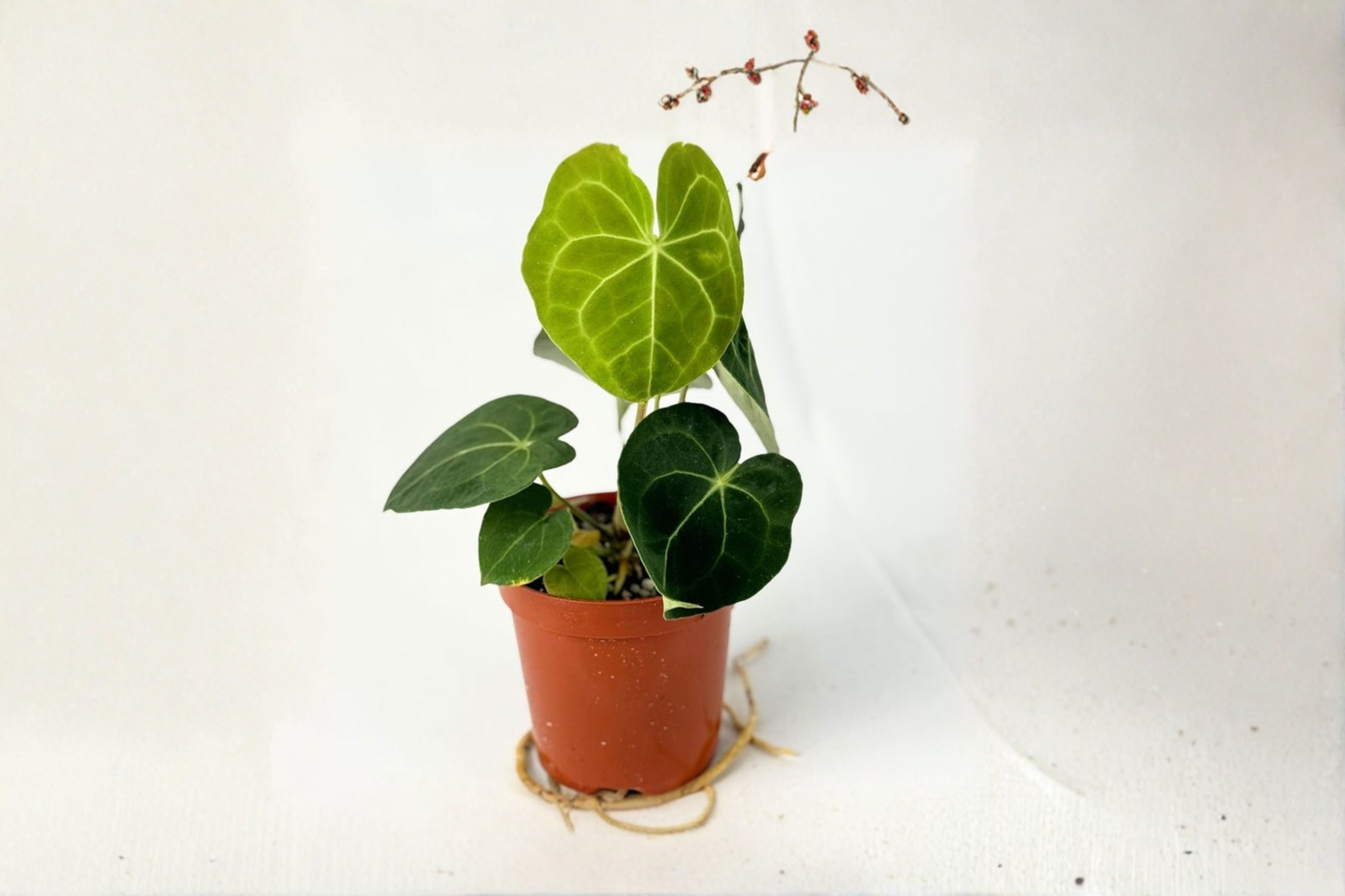 Anthurium Clarinervium Live Plant Dark Green Velvet Anthurium in 4 Inch Pot Rare Indoor Houseplant Gift Decor
