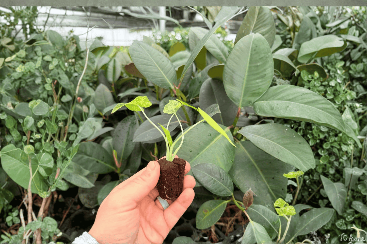 Yellow Variegated Alocasia Gageana Aurea 2 Exact Live Starter Plants