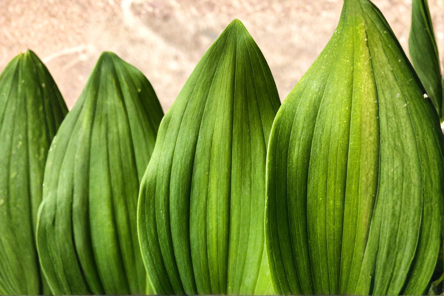Dwarf Cast Iron Plant Live Starter in 2-Inch Pot – Aspidistra elatior