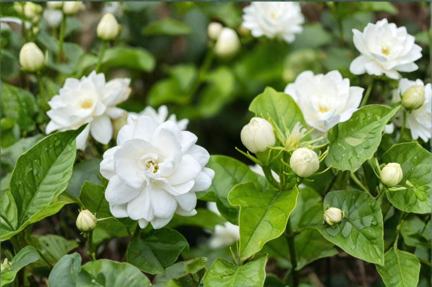 Arabian Jasmine Live Plants 2 Jasminum sambac Maid of Orleans Mogra Flower Plant 3-6 Inch Rooted Plants