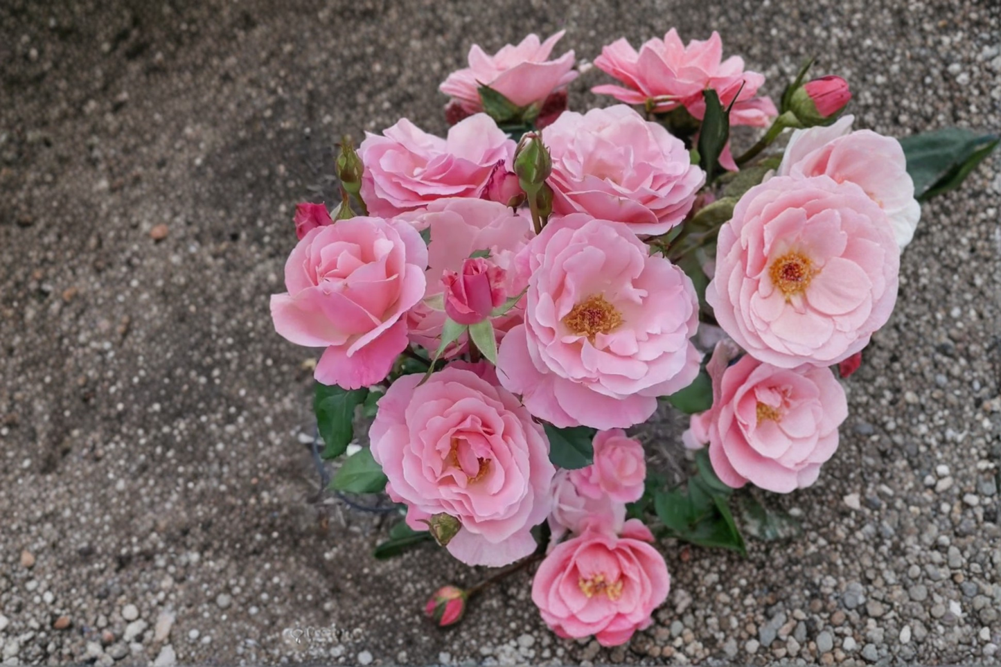 Queen Elizabeth Grandiflora Rose Plant 1 Gal Pink Rose Bush Live Outdoor Garden Flowering Shrub