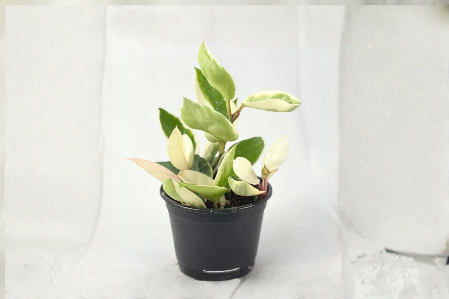 Hoya Carnosa Krimson Queen Variegated Live Plant 4 Inch Pot Rare Hoya Houseplant Indoor Plant Gift Decor