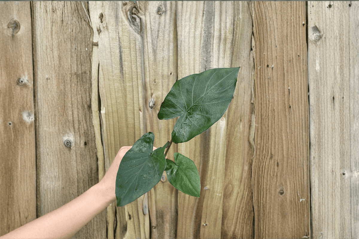 2 Alocasia 'Metalhead' Starter Plants – Bare Root Live Hybrid Alocasias