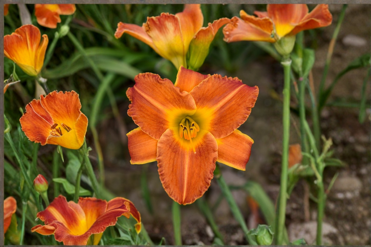 Bright Sunset Daylily 3 Bare Root Plants Orange Red Flower Perennial Easy Care Garden Border Hemerocallis
