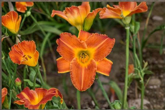 Bright Sunset Daylily 3 Bare Root Plants Orange Red Flower Perennial Easy Care Garden Border Hemerocallis
