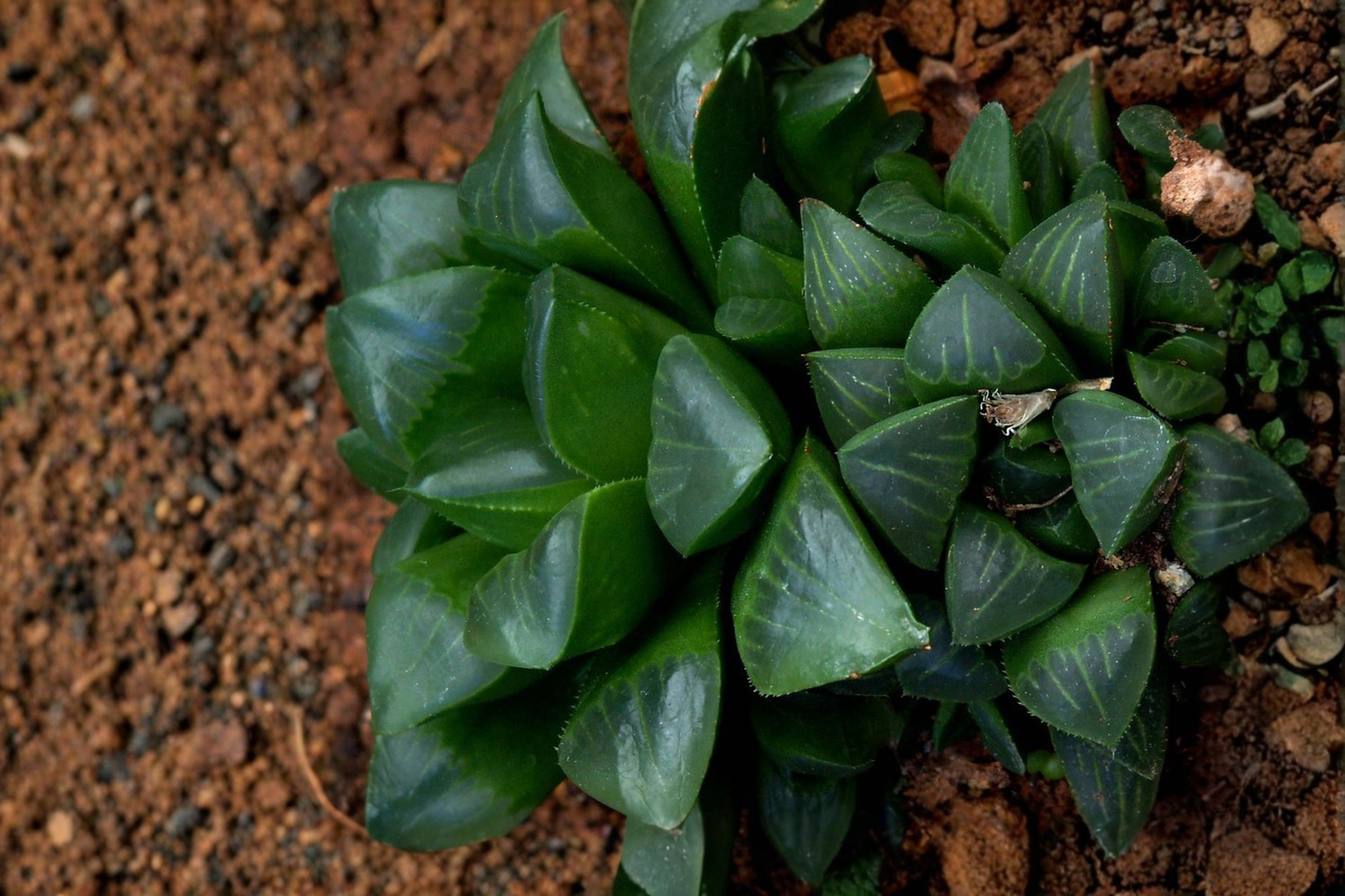 Haworthia retusa Live Succulent Plant – 2 Inch Pot – Rooted Houseplant