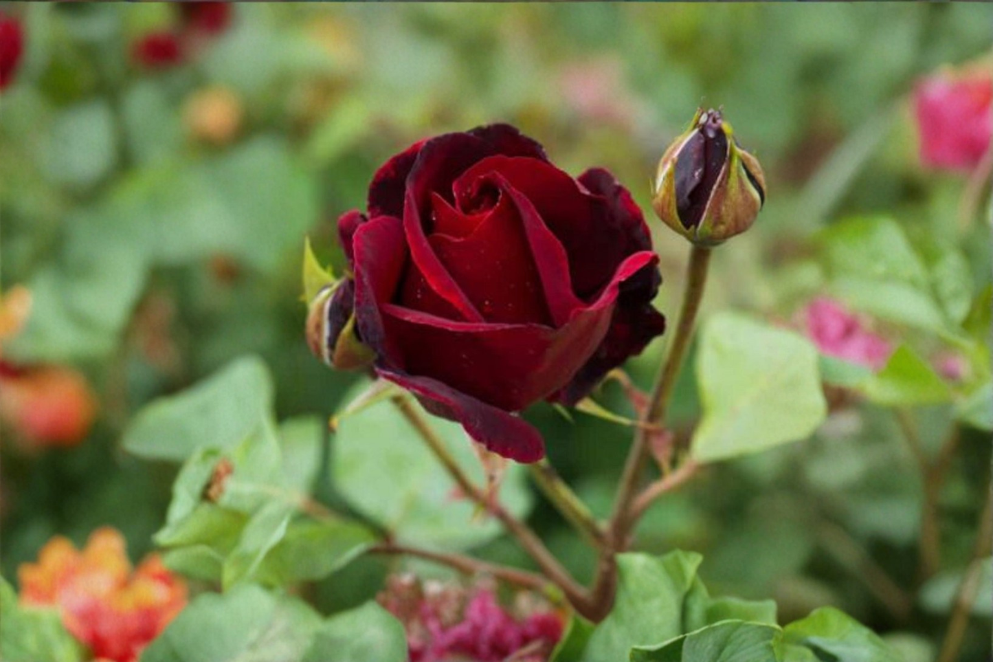 Rare English Red Purple Rose Seeds 20 Pack Ornamental Rose Bush Flower Seeds Combined Shipping USA Seller