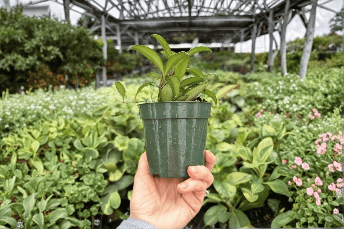 Hoya 'Rosita' Exact Live Plant – Specific Plant in 4-Inch Pot