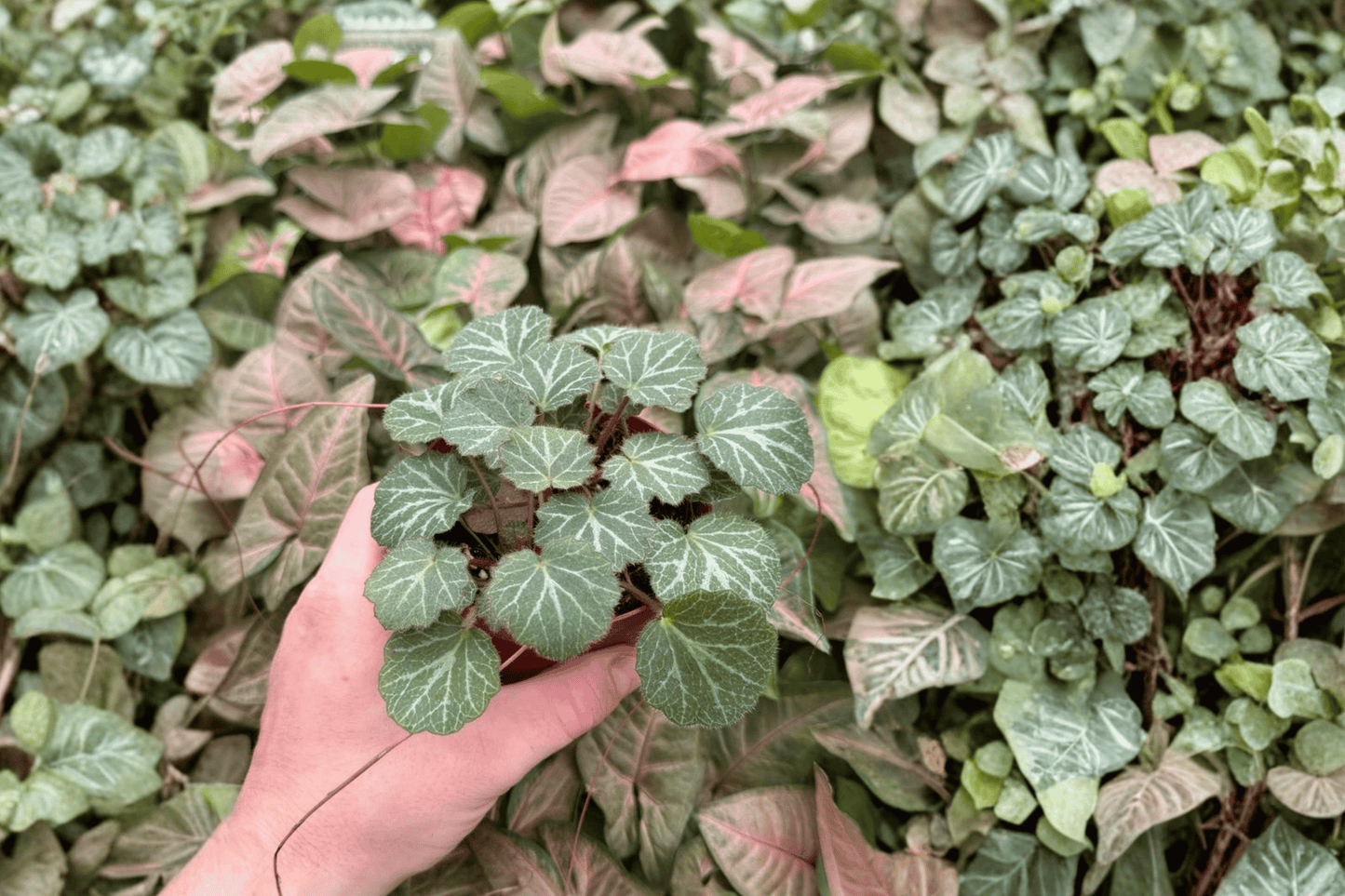 Strawberry Begonia 2 Exact Live Plants – 4-Inch Size – Saxifraga stolonifera