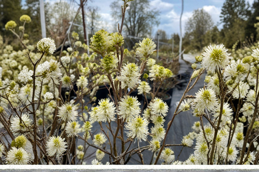 Dwarf Fothergilla 4” Live Plant – Native Shrub with White Spring Blooms and Fall Color for Garden Landscape