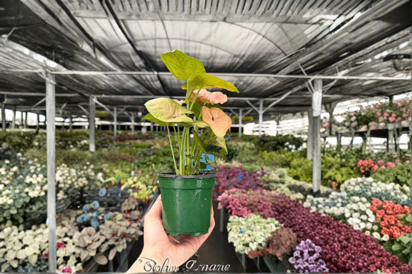 2 Exact Syngonium 'Neon Pink' Live Plants – 4-Inch Potted Arrowhead Houseplants (Syngonium podophyllum)