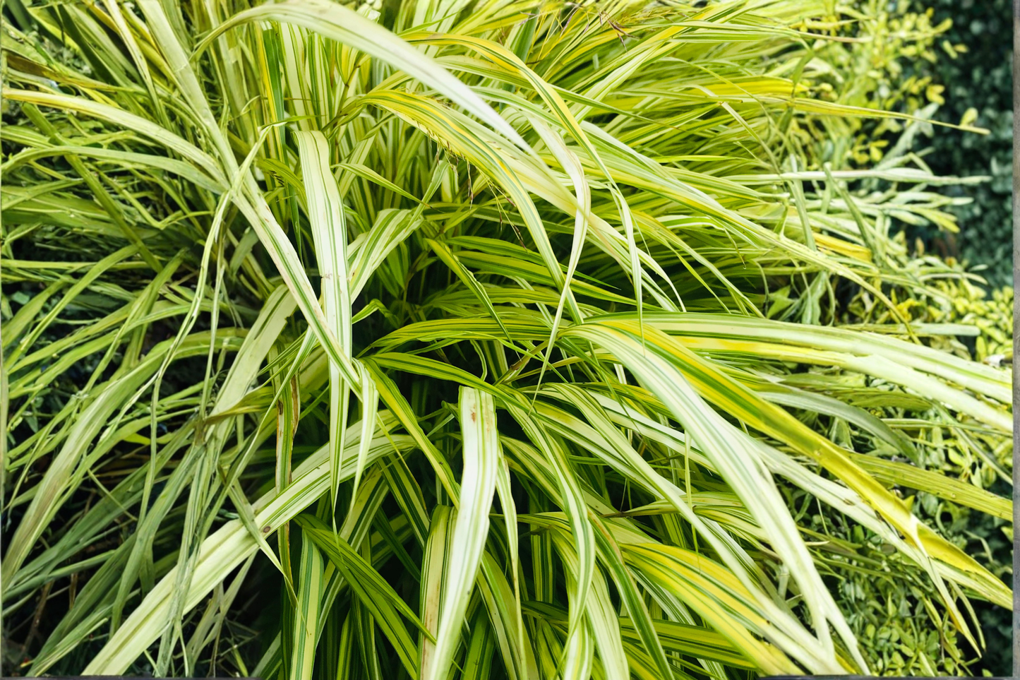 Aureola Japanese Forest Grass Starter Plant – Hakonechloa macra 'Aureola'