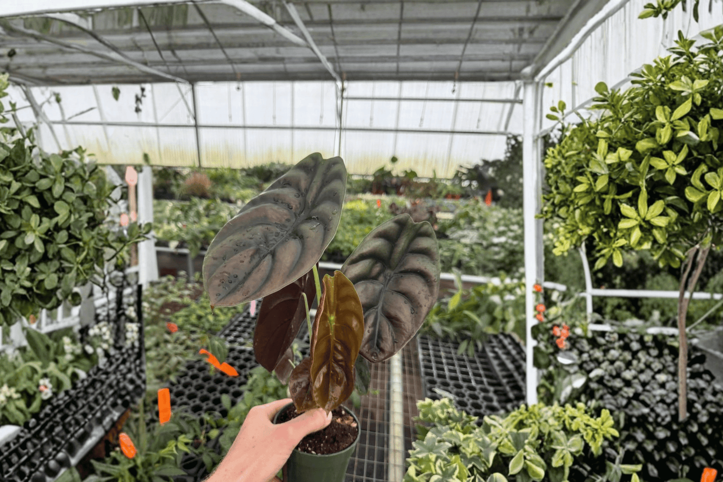 Alocasia Cuprea 2 Live Plants – 4-Inch Pots – Alocasia cuprea