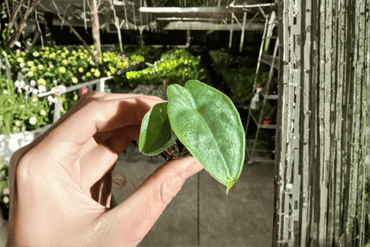 2 Alocasia puncak borneensis Starter Plants – Bare Root Live Plants
