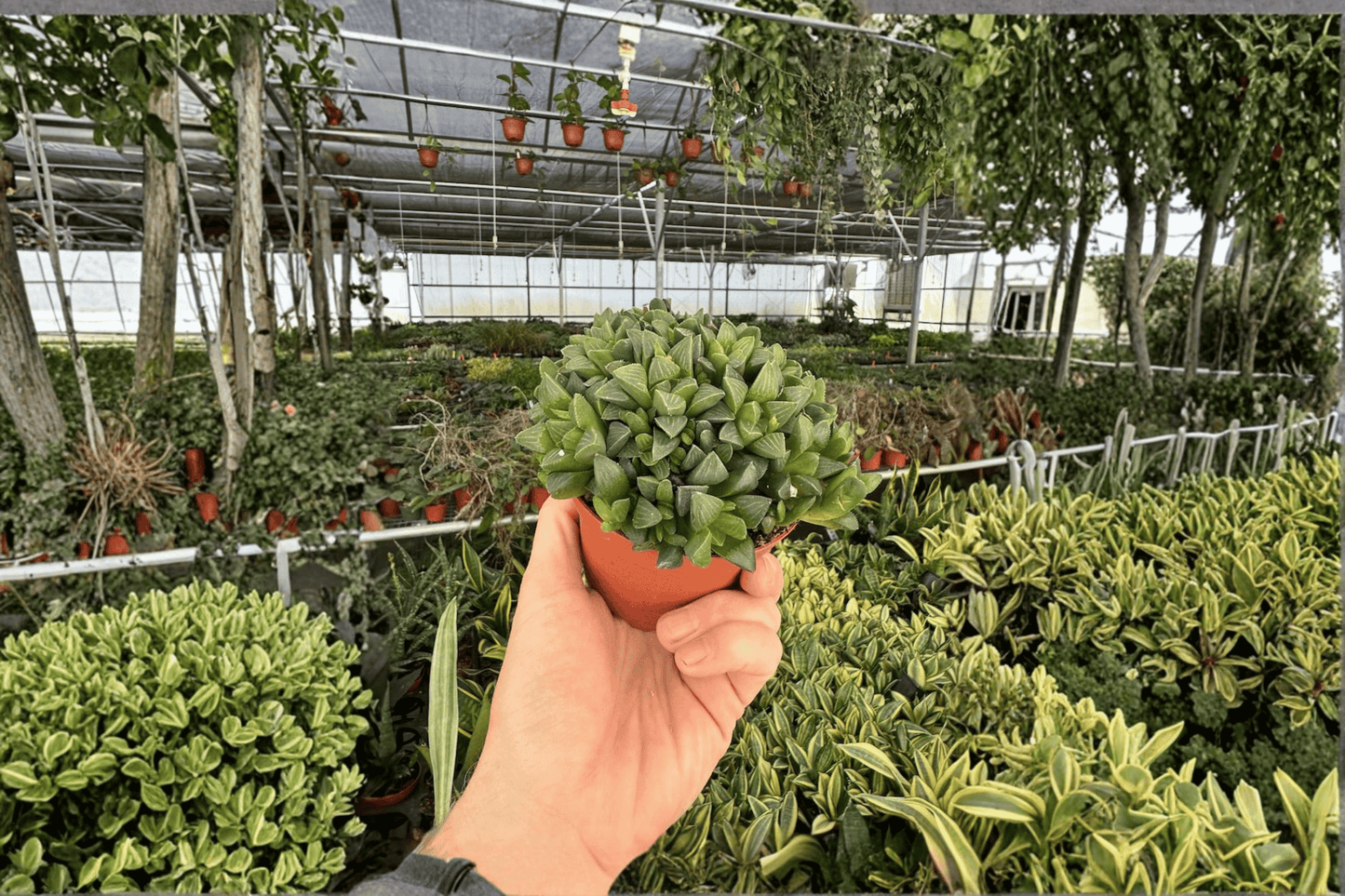 Haworthia Retusa 2 Live Plants – 4-Inch Pots – Haworthia retusa