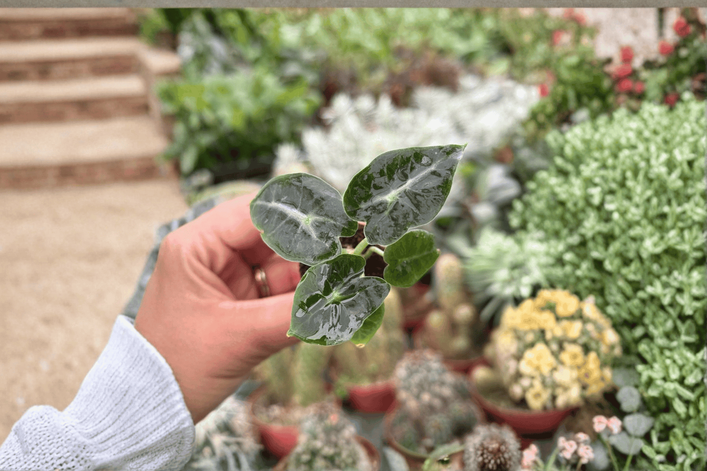 2 Alocasia 'Mandalay' Starter Plants – Bare Root – Alocasia 'Mandalay'