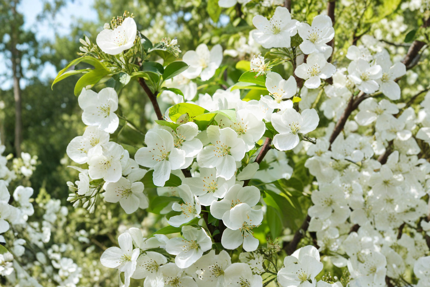 Sugar Tyme Crabapple Tree 4-6 Ft Live Plant – White Flowering Malus Ornamental Garden Tree