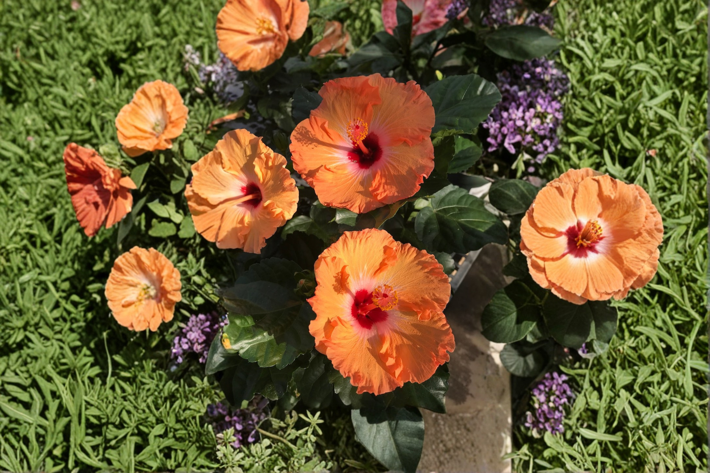Orange Hibiscus Live Plant Mature Flowering Plant With Buds or Blooms 1 to 1.5 Ft Tall Tropical Garden Plant Free Shipping