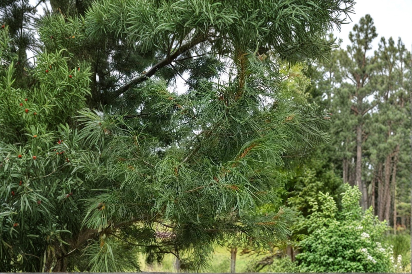 Torulosa Eastern White Pine 18 Inch Live Plant 1 Gallon Pot – Pinus strobus Twisted Evergreen Conifer Garden Tree