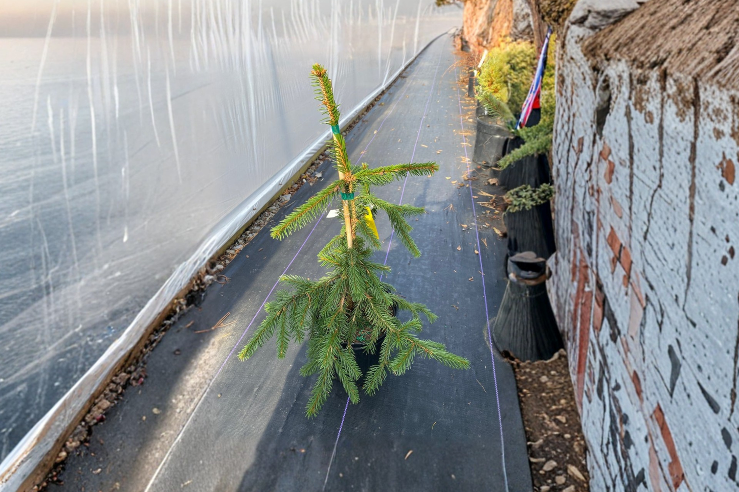 Gold Drift Weeping Norway Spruce 12 Inch Live Plant 1 Gallon Pot – Picea abies Golden Evergreen Conifer Cascading Garden Tree