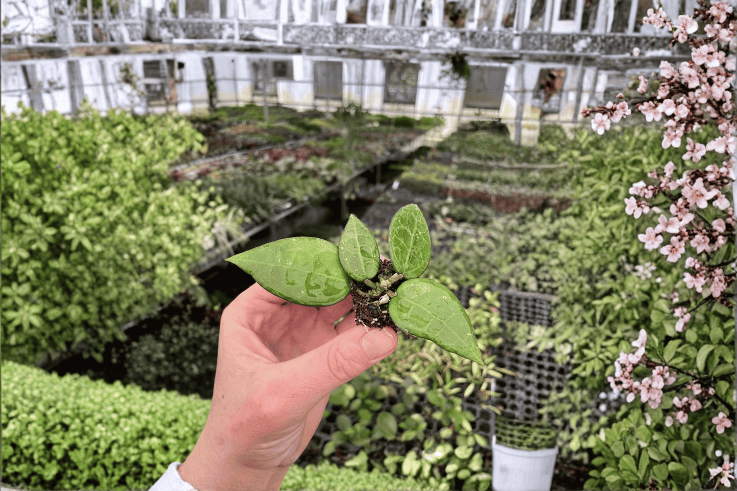 2 Hoya 'Black Margin' Starter Plants – Bare Root – Hoya Live Plants