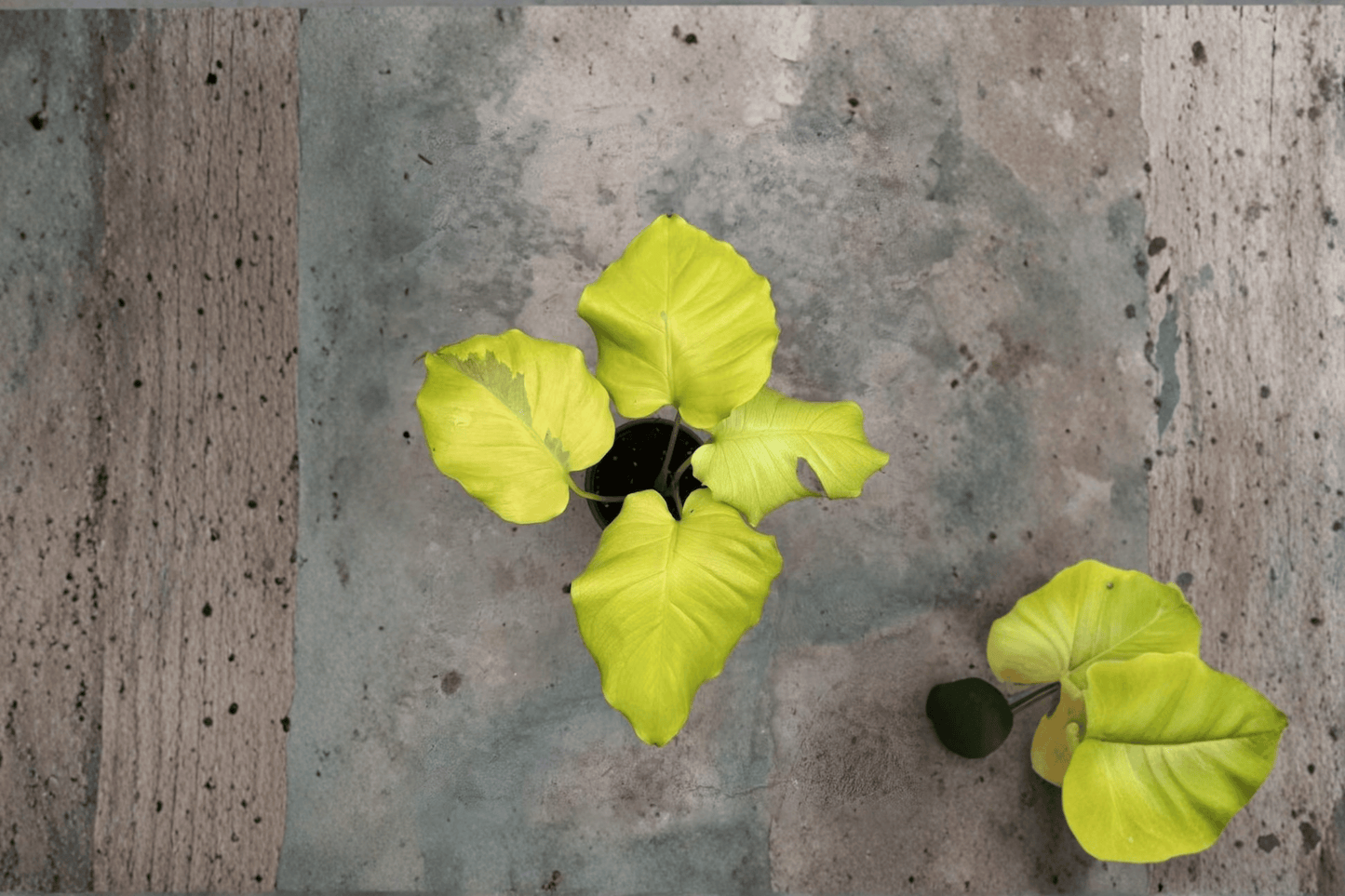 2 Monstera 'Voltage' (Creme Brulee Mutation) Tissue Culture Plants – Monstera deliciosa 'Voltage'