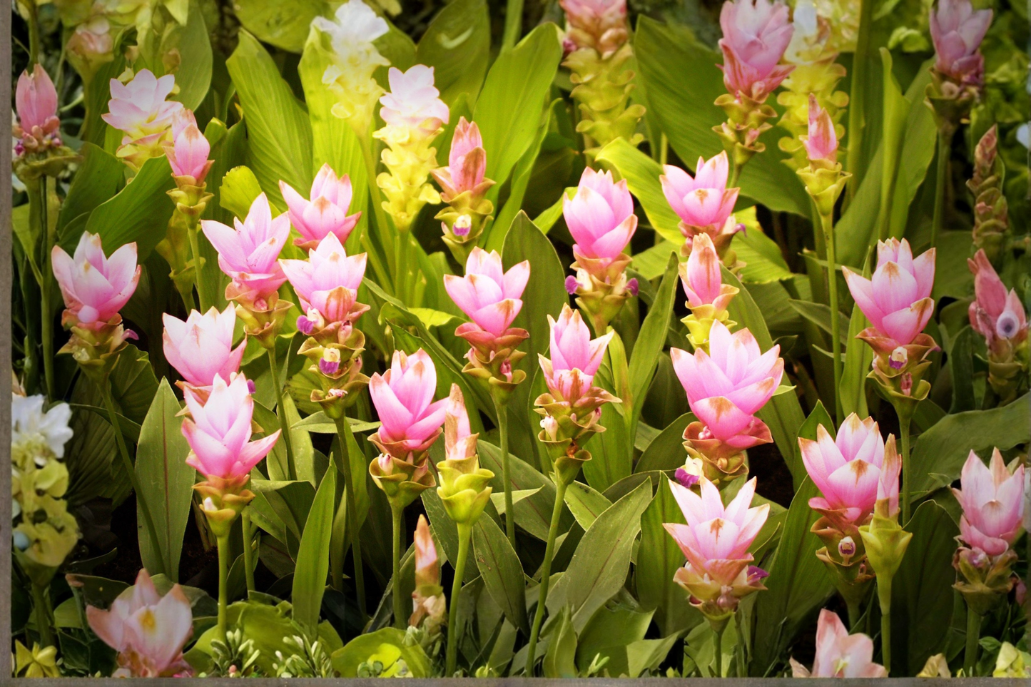 Curcuma 'Siam Swing' Live Plant 4–6 Inches Tall – Tropical Flowering Ginger Bare Root