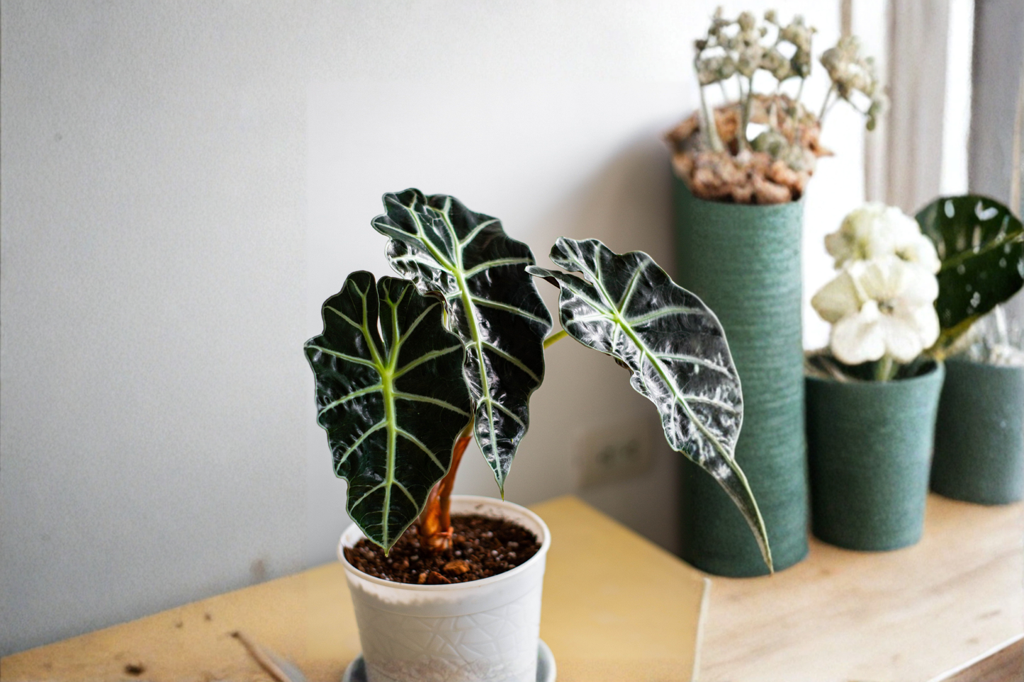 Alocasia Polly 3 Live Starter Plants – Tropical Houseplant (Alocasia × amazonica 'Polly')