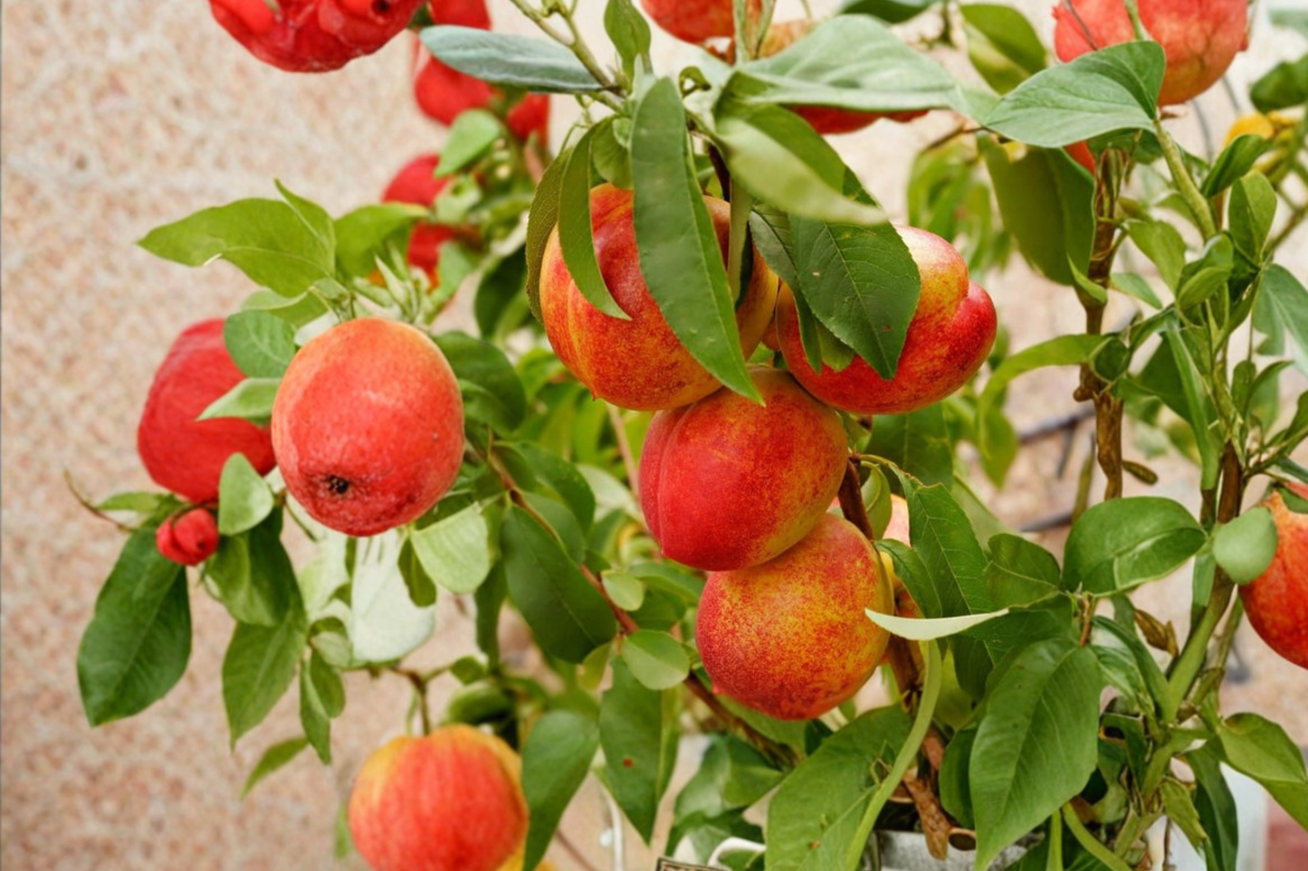Garden State Nectarine Tree Live Plant 4–6 Ft Sweet Nectarine Fruit Tree for Garden Orchard Outdoor Plant