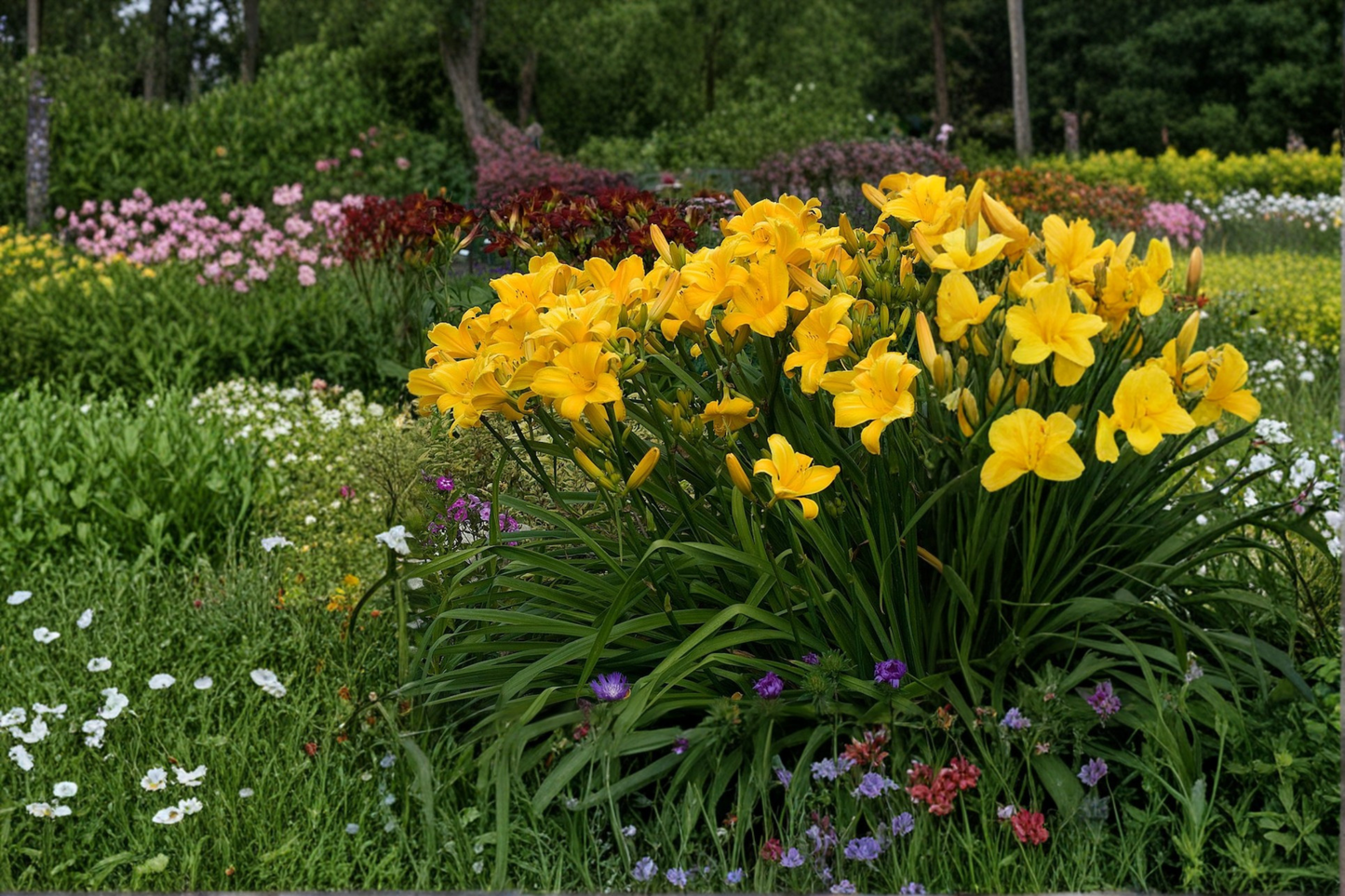 Buttered Popcorn Daylily 3 Bare Root Plants Yellow Flower Perennial Easy Care Garden Border Hemerocallis