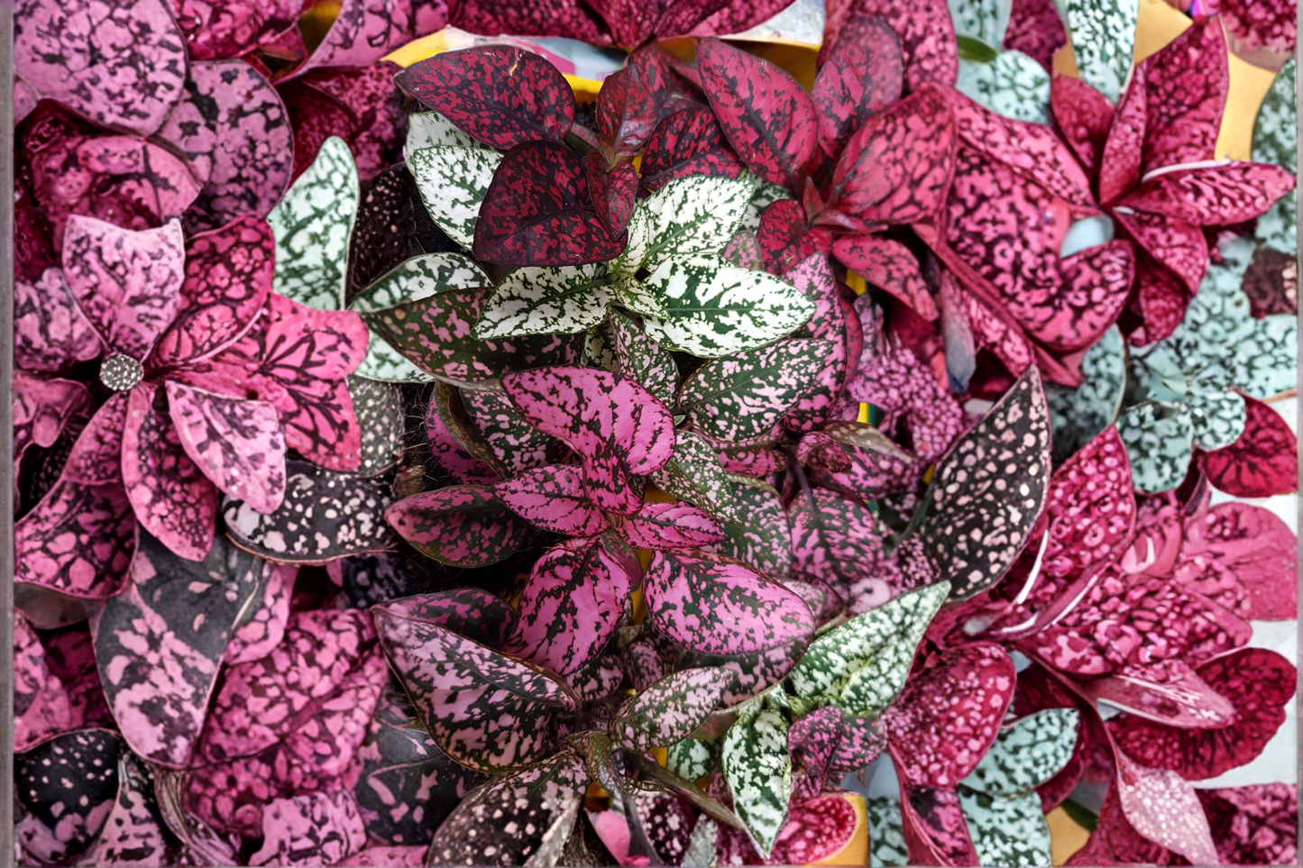 Hypoestes Splash Color Live Plants – 4 Pack – 2.5-Inch Pots – Hypoestes phyllostachya