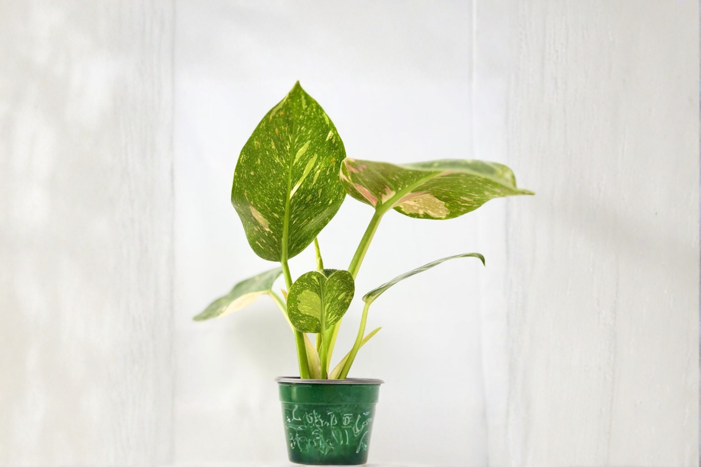 Philodendron Green Congo Nuclear Live Plant Variegated Congo Philodendron in 3-4 Inch Pot Indoor Houseplant Gift