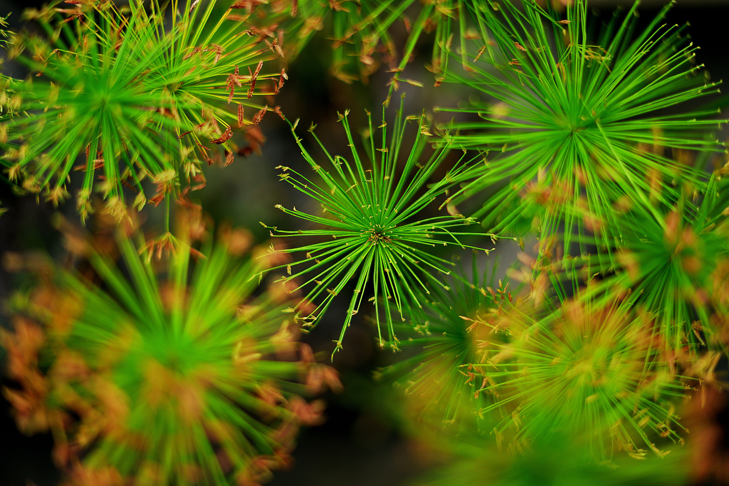 Dwarf Papyrus Live Aquatic Pond Plant 15–25 Inch Tall – Cyperus haspan