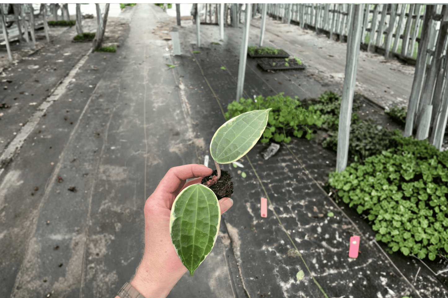 2 Variegated Hoya Macrophylla Starter Plants – Bare Root – Hoya macrophylla Live Plants