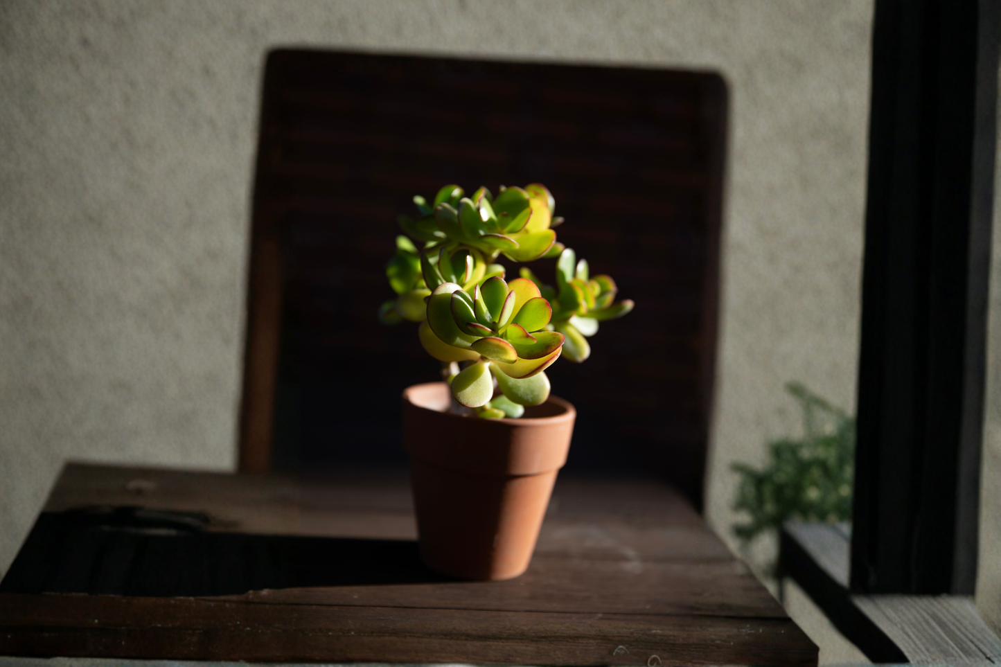 Large Rooted Jade Plant Live Bonsai Starter 12+ Inches Tall – Crassula ovata