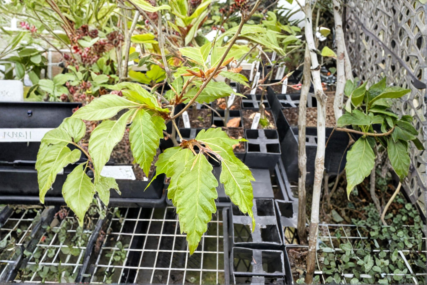 European Beech ‘Sandrode’ Live Plant 10 Inch Tall – Fagus sylvatica 1 Year Graft Ornamental Tree Garden Plant