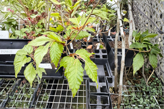 European Beech ‘Sandrode’ Live Plant 10 Inch Tall – Fagus sylvatica 1 Year Graft Ornamental Tree Garden Plant
