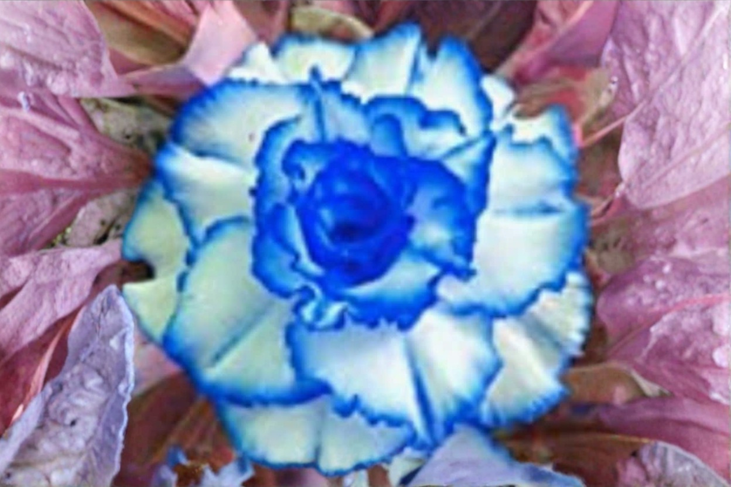 Rare Triple Crown Desert Rose Seeds Adenium Obesum Flower Plant for Indoor Outdoor Growing 5 Seeds USA Seller