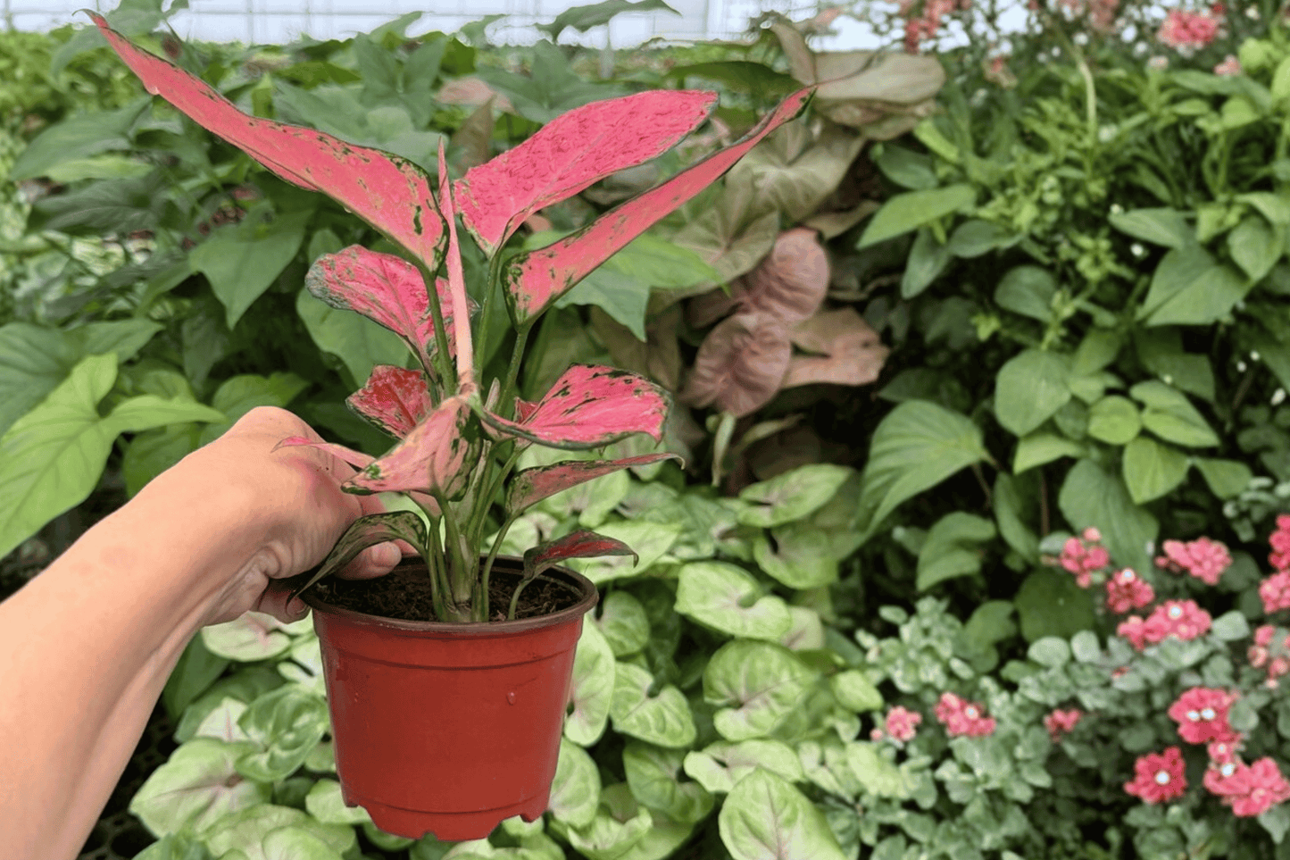 Aglaonema Geely Red 2 Exact Live Plants – 4-Inch Pots – Aglaonema ‘Geely Red’