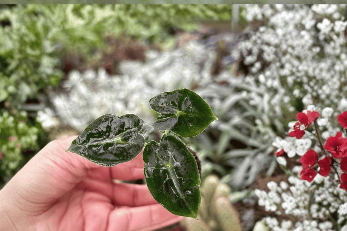 2 Alocasia Mandalay Starter Plants – Bare Root Live Plants