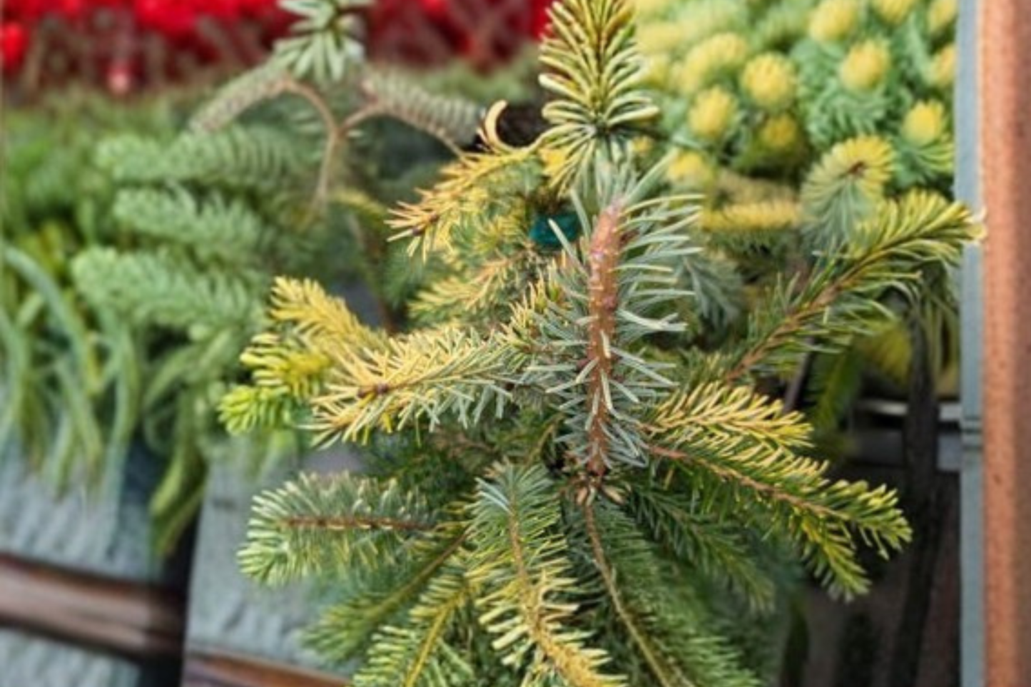 Cobra Norway Spruce Live Plant 1 Gallon Pot – Picea abies Weeping Evergreen Conifer Unique Garden Landscape Tree