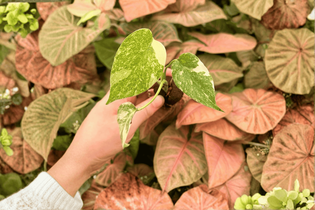 2 Monstera 'Legacy' Exact Starter Plants – Specific Live Monstera Plants