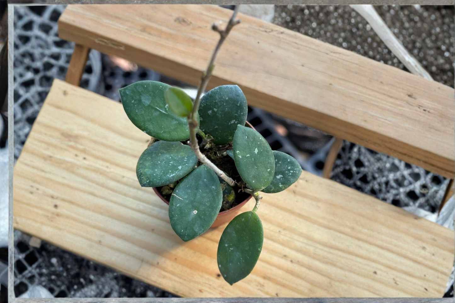 Hoya Mathilde Splash Live Plant Variegated Hoya Starter Plant Rare Houseplant in 2 Inch Pot