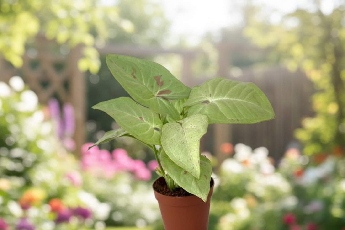 Syngonium Milk Confetti Live Plant 2 Inch Pot Pink Speckled Arrowhead Plant Rare Syngonium Houseplant Gift