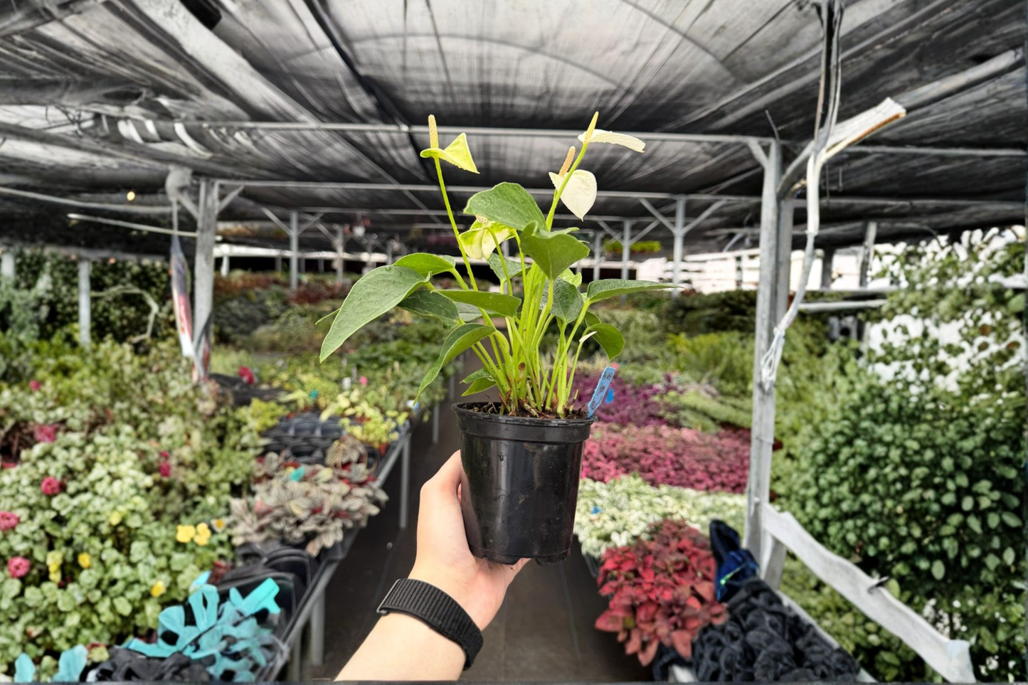 2 Exact White Bloom Anthurium Live Plants – 4-Inch Potted Flamingo Lily Houseplants (Anthurium andraeanum)